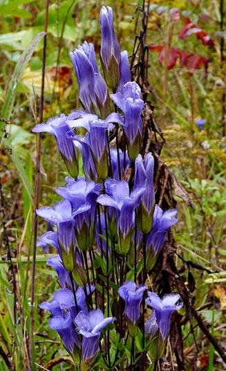 {Gentianopsis crinita}